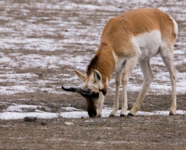 antelope- Yellowstone